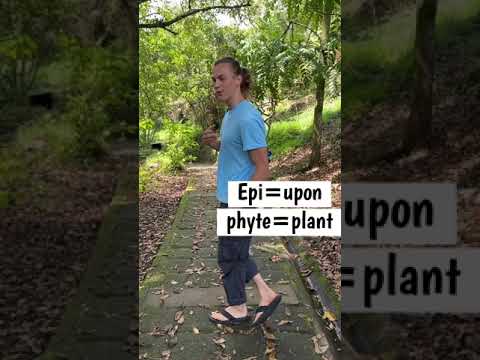 Video: Epifitele au rădăcini?