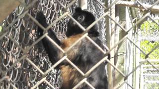 Capuchin looks at Mirror