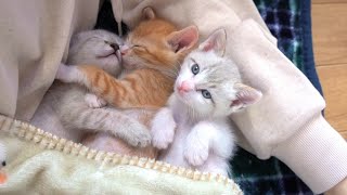 【生後31日】三つ子の子猫たちと添い寝をしてみました【保護子猫】sleeping with kittens