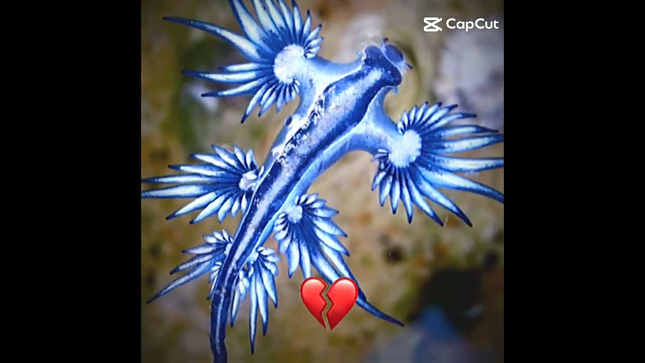 Reigo (antes e Depois) 