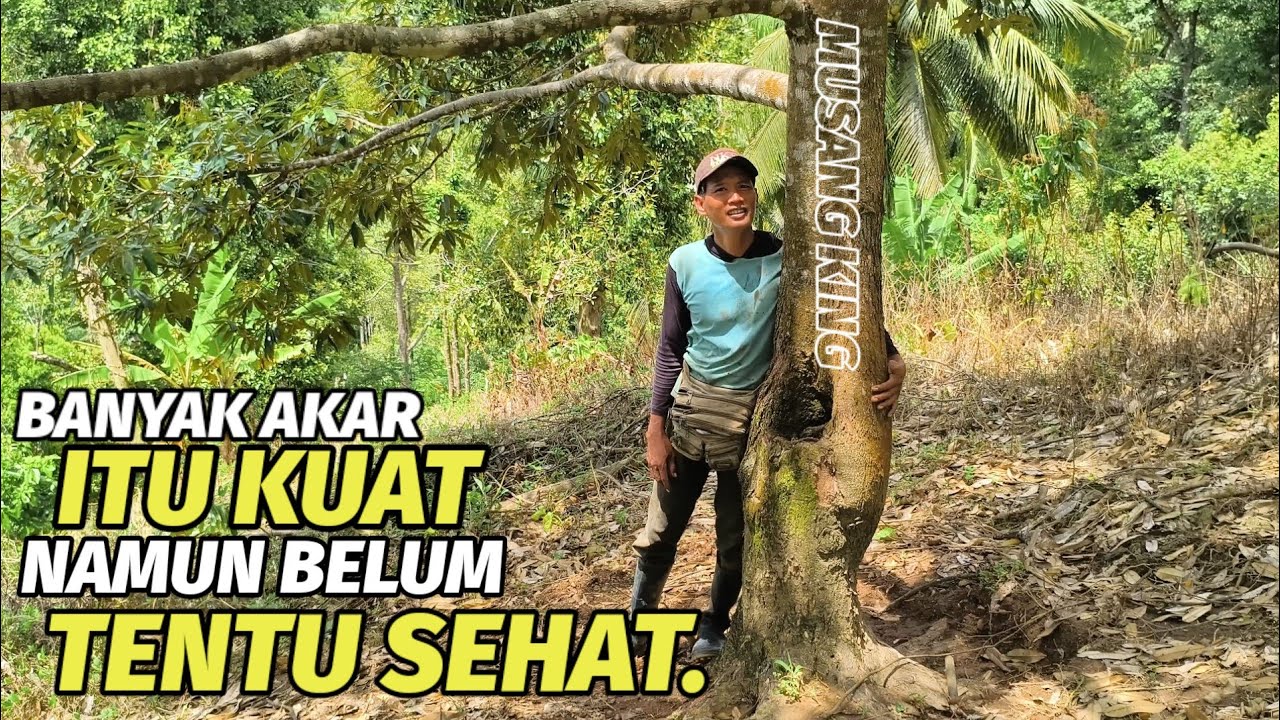 Berkunjung ke kebun durian Kang TW Channel