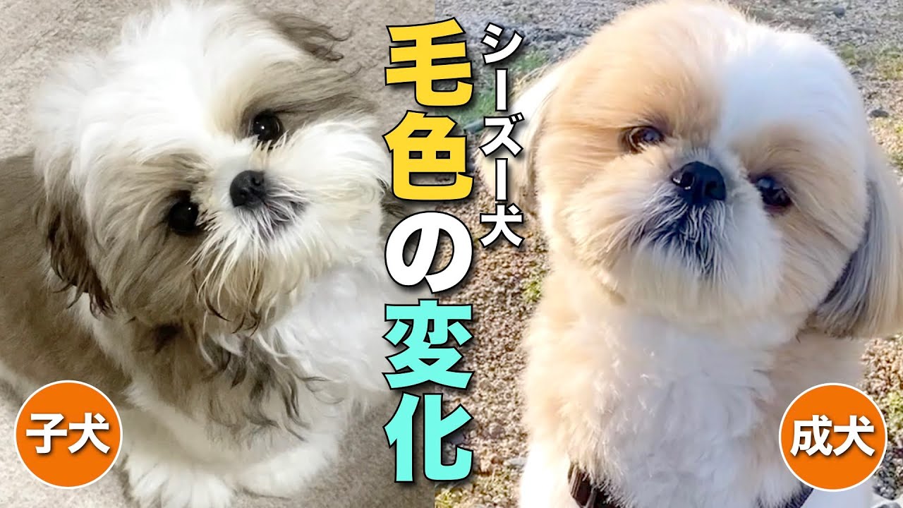 【シーズー】シーズー犬まるちゃん、子犬から成犬への毛色の変化！【256】