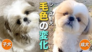 【シーズー】シーズー犬まるちゃん、子犬から成犬への毛色の変化【256】