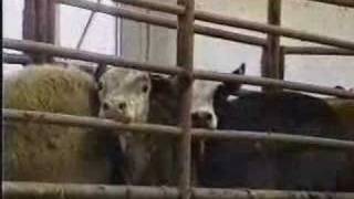 Pam Anderson And Leather