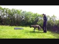 Training young Sighthounds