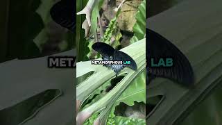 #BloomsAndButterflies #FranklinParkConservatory #ColumbusOhio #TravelAesthetic #HannahGoesHere