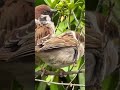 鷹が来たの警戒音、隠れるスズメ