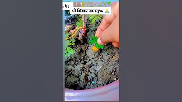 शमी के पेड़ के नीचे शिव लिंग बनाकर हल्दी और शमी पत्र चढ़ा दो #आपका मनोकामना पूरी होगी#शॉर्ट