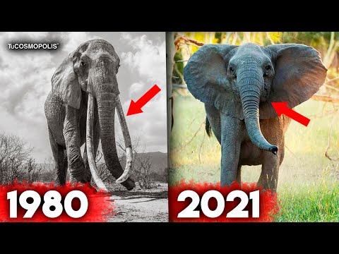 Video: ¿Los elefantes asiáticos tienen colmillos?