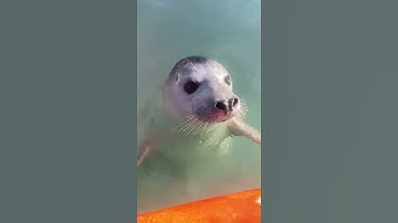 Adorable sea lion keeps trying to get into person