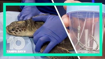 Rare sea turtle gets fishing hook removed from its mouth