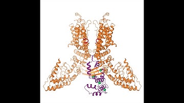 Conformations of TRPV6 upon binding of CaM – Sobolevsky Lab