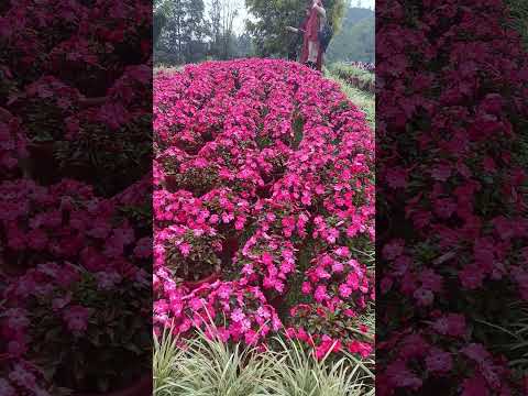 #song മൂന്നാർ ഫ്ലവർ പാർക്കിലെ വിശേഷങ്ങൾ