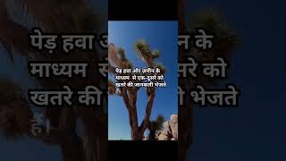 Ped Baat Karte Hain 😲 | Trees Can Talk! 🌳 #facts #brainlearning