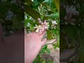 Growing Citrus in the Desert