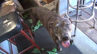 2020 Scooby Dont Eat My 1957 Panhead Head As You Kill Bubble Wrap Unwrap Flh Harley Tatro Machine