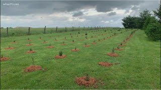 VERIFY: Yes, there is a Christmas tree shortage this year, here's why