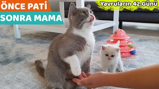 MAMADAN ÖNCE PATİ VEREN KEDİ LUNA (Yavru Kedilerin 42. Günü)