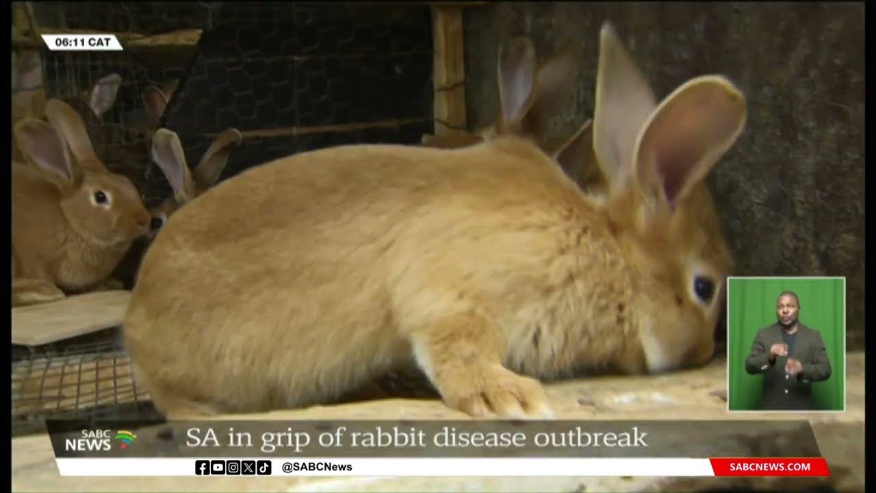 Rabbit disease outbreak hits breeding farms in Gauteng YouTube