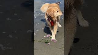 he dropped it before getting into the car  #irresponsible #shorts #funnydog