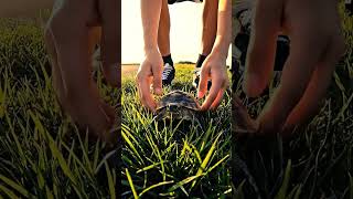 A Gentle Act of Kindness Toward a Turtle 🐢 | Cinematic GoPro Nature Short
