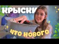 ЧТО У НАС НОВОГО: НОВЫЙ ДОМИК, ВКУСНЯШКИ, ЗАБОЛЕЛИ ВСЕ КРЫСЫ🤒