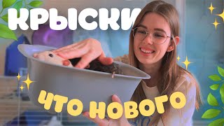 видео: ЧТО У НАС НОВОГО: НОВЫЙ ДОМИК, ВКУСНЯШКИ, ЗАБОЛЕЛИ ВСЕ КРЫСЫ🤒 картинка: ЧТО У НАС НОВОГО: НОВЫЙ ДОМИК, ВКУСНЯШКИ, ЗАБОЛЕЛИ ВСЕ КРЫСЫ🤒