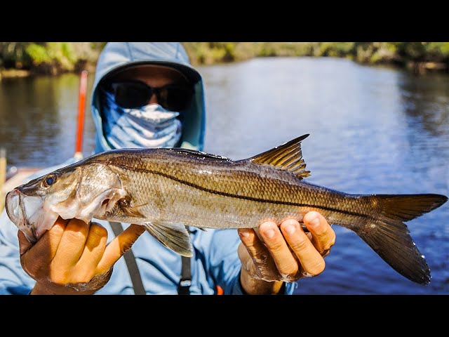 Fishing The Peace River For Snook, Tarpon, And Bass -- This