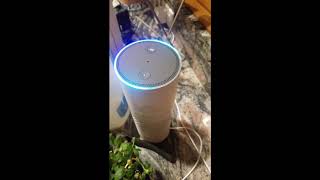 Alexa and Google home talking about each other