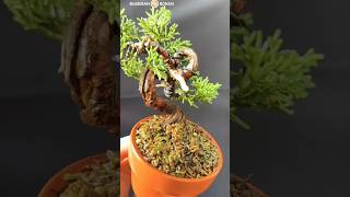 Some tricks for shaping cypress bonsai for beginners #bonsai #bonsaitree #bonsaiforbeginner