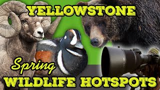 BEST WILDLIFE PHOTO opportunities Yellowstone Spring