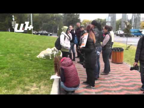 Video: Ինչպես վերազինել շների զբոսանքի տարածքը