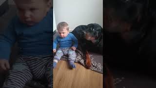 Rottweiler lässt die Mutter nicht an das Kind  Kinder liebe von Anfang an.