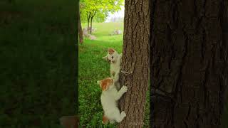 Two Cute Kittens Climbing Tree#Shorts  #Cute