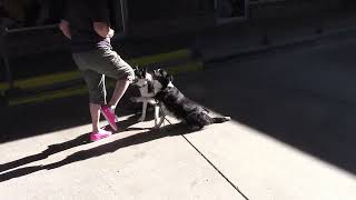 Border Collie Brace Training by Debbi Decker 116 views 9 months ago 2 minutes, 36 seconds