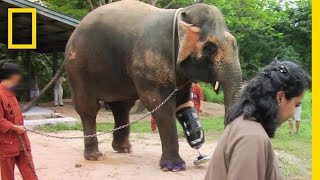 世界で初めて義足をつけたゾウ | ナショジオ