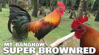 Beautiful Super Brownred MT.BANAHAW FARM Ramon Chibana Montierro | Farm Visit