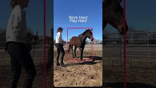 Elisa W. | MSc Biologist | Equine Bodyworker shares her #PivoPOV
@thedatadriven.equestrian Comment PIVO for 40$ off!!Pivo is a life saver for me to monitor progress with my filly and analyse proper biomechanics and evolution in her locomotion.It’s so important to constantly monitor your horses condition, and Pivo helps you do it conveniently and efficiently!Check out their products and all accessories at https://pivo.ai/#madewithpivo #pivopov #pivopod #pivoequestian#horse #horsegirl #equine #equestrian #equitation #equinescience #equitationscience #equinebodywork #equinewelfare #horsewelfare #equestriansport #coltstarting #showjumping #dressage #barnlife #horsemanship #hoofcare Elisa W. | MSc Biologist | Equine Bodyworker shares her #PivoPOV