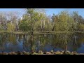 Cry of seagulls over the lake