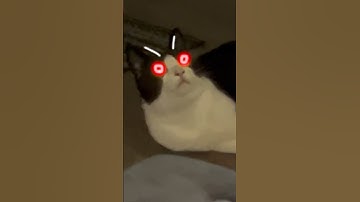 Catnip took Toby to another dimension 😂 #shorts