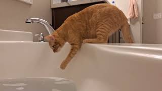 Cheddar Loves the Bathtub | ORANGE CAT LIFE!
