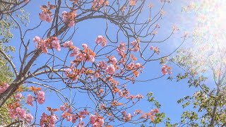 A Calm Weekend in My Life as a PhD Student in Japan 🇯🇵🗾✨🌺 #internationalstudents #gayatriinjapan 