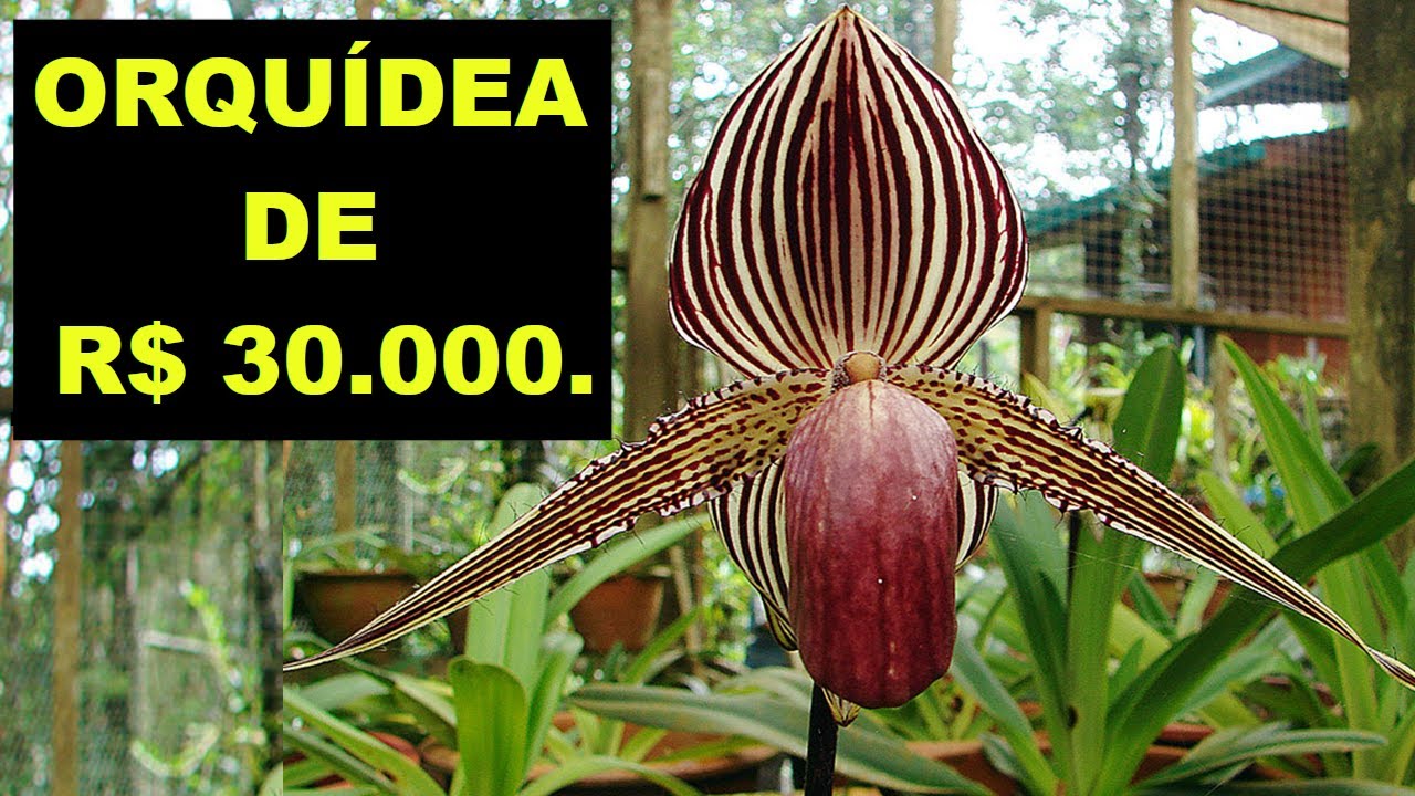 Qual é a Orquídea Mais Cara do Mundo? Conheça a Orquídea Ouro de Kinabalu |  Orquídea Rara - thptnganamst.edu.vn