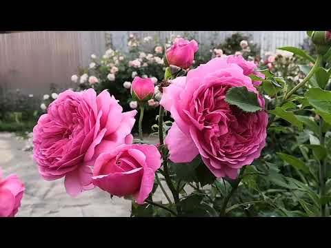 Видео: Шипка или лечебна дива роза