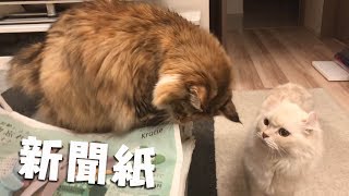 猫と新聞見てたら突然ちゃちゃがビリビリにしてきたw 81歳の母の手作りお弁当4 検索動画17 猫と新聞見てたら突然ちゃちゃがビリビリにしてきたw 81歳の母の手作りお弁当4 検索動画 17