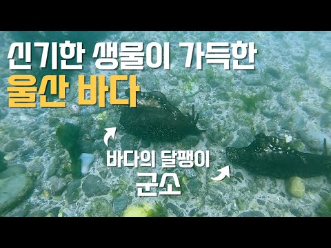 울산 최고의 스노클링 포인트 주전 몽돌해변 한국 스노클링 9 