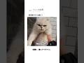 野良猫のボスは誰だ？
