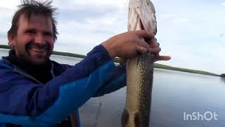Трофейная рыбалка в Северной Карелии. Голец озёрный, щука на троллинг с лодки, окунь хороший.