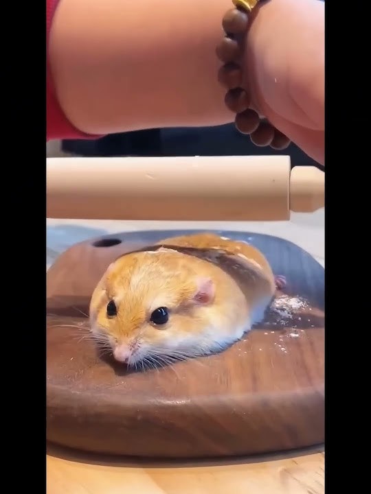 Hamster core #funnyshorts #funny #animals #pets #fyp #foryou #hamsters #funnyvideo