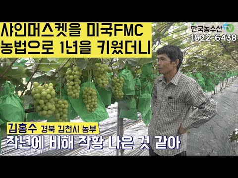 [한국농수산TV] 올해 처음 샤인머스켓을 미국 FMC농법으로 키웠더니 작년 보다 좋아... 경북 김천